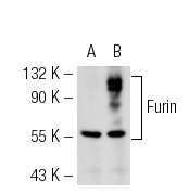 Furin (H-220): sc-20801. Western blot analysis of Furin expression in non-transfected: sc-117752 (A) and mouse Furin transfected: sc-126871 (B) 293T whole cell lysates.