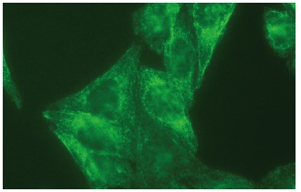 Furin (B-6): sc-133142. Immunofluorescence staining of methanol-fixed HeLa cells showing membrane localization.