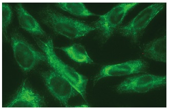 Furin (B-6): sc-133142. Immunofluorescence staining of methanol-fixed NIH/3T3 cells showing membrane localization.