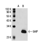 GAIP (N-17): sc-6208. Western blot analysis of GAIP expression in non-transfected: sc-110760 (A) and human GAIP transfected: sc-110588 (B) 293 whole cell lysates.