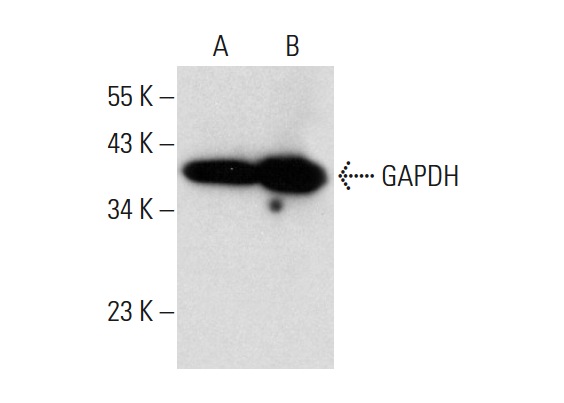 GAPDH (G-9): sc-365062. Western blot analysis of GAPDH expression in HeLa (A) and A549 (B) whole cell lysates.