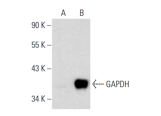 GAPDH (G-9): sc-365062. Western blot analysis of GAPDH expression in non-transfected: sc-117752 (A) and human GAPDH transfected: sc-113887 (B) 293T whole cell lysates.