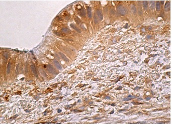 GGT5 (F-8): sc-373693. Immunoperoxidase staining of formalin fixed, paraffin-embedded human gall bladder tissue showing cytoplasmic staining of glandular cells and fibroblasts.