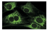 GRP 94 (9G10): sc-32249. Immunofluorescence staining of methanol-fixed NIH/3T3 cells showing cytoplasmic localization.