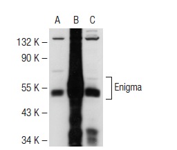 Enigma (H-110): sc-98370. Western blot analysis of Enigma expression in non-transfected: sc-117752 (A) and human Enigma transfected: sc-170164 (B) 293T whole cell lysates and HeLa nuclear extract (C).