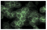 Ep-CAM (C-10): sc-25308. Immunofluorescence staining of methanol-fixed SW480 cells showing membrane localization.