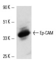 Ep-CAM (C-10): sc-25308. Western blot analysis of Ep-CAM expression in A-431 whole cell lysate.