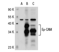 Ep-CAM (C-10): sc-25308. Western blot analysis of Ep-CAM expression in non-transfected 293T: sc-117752 (A), human Ep-CAM transfected 293T: sc-113013 (B) and A-431 (C) whole cell lysates.