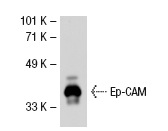 Ep-CAM (C-10): sc-25308. Western blot analysis of Ep-CAM expression in MCF7 whole cell lysate.