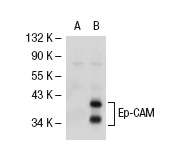 Ep-CAM (C-10): sc-25308. Western blot analysis of Ep-CAM expression in non-transfected: sc-117752 (A) and human Ep-CAM transfected: sc-113013 (B) 293T whole cell lysates.