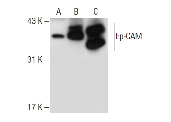 Ep-CAM (C-10): sc-25308. Western blot analysis of Ep-CAM expression in non-transfected 293T: sc-117752 (A), human Ep-CAM transfected 293T: sc-159491 (B) and MCF7 (C) whole cell lysates.