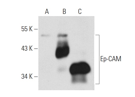 Ep-CAM (C-10): sc-25308. Western blot analysis of Ep-CAM expression in non-transfected 293T: sc-117752 (A), human Ep-CAM transfected 293T: sc-159303 (B) and MCF7 (C) whole cell lysates.