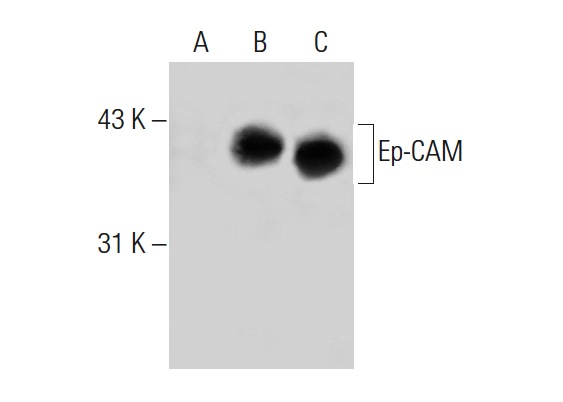 Ep-CAM (323/A3): sc-73491. Western blot analysis of Ep-CAM expression in non-transfected 293T: sc-117752 (A), human Ep-CAM transfected 293T: sc-159491 (B) and MCF7 (C) whole cell lysates.