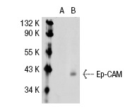 Ep-CAM (0.N.276): sc-71059. Western blot analysis of Ep-CAM expression in non-transfected: sc-117752 (A) and human Ep-CAM transfected: sc-113013 (B) 293T whole cell lysates.