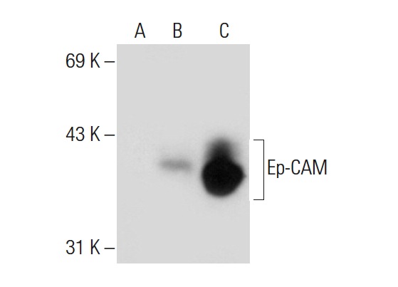 Ep-CAM (5F209): sc-71057. Western blot analysis of Ep-CAM expression in non-transfected 293T: sc-117752 (A), human Ep-CAM transfected 293T: sc-159491 (B) and MCF7 (C) whole cell lysates.