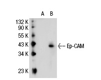 Ep-CAM (5F209): sc-71057. Western blot analysis of Ep-CAM expression in non-transfected: sc-117752 (A) and human Ep-CAM transfected: sc-113013 (B) 293T whole cell lysates.