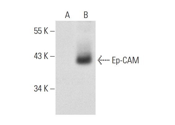 Ep-CAM (5F209): sc-71057. Western blot analysis of Ep-CAM expression in non-transfected: sc-117752 (A) and human Ep-CAM transfected: sc-159303 (B) 293T whole cell lysates.