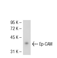 Ep-CAM (3H2141): sc-71056. Western blot analysis of Ep-CAM expression in MCF7 whole cell lysate.
