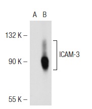 ICAM-3 (3.1): sc-9971. Western blot analysis of ICAM-3 expression in non-transfected: sc-117752 (A) and human ICAM-3 transfected: sc-116577 (B) 293T whole cell lysates.