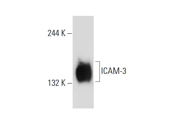 ICAM-3 (3.1): sc-9971. Western blot analysis of ICAM-3 expression in U-937 whole cell lysate.