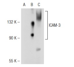 ICAM-3 (186.2G9): sc-65269. Western blot analysis of ICAM-3 expression in non-transfected 293T: sc-117752 (A), human ICAM-3 transfected 293T: sc-116577 (B) and human PBL (C) whole cell lysates.
