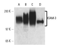 ICAM-3 (By44): sc-53337. Western blot analysis of ICAM-3 expression in U-937 (A) HL-60 (B), THP-1 (C) and CCRF-CEM (D) whole cell lysates.