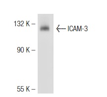 ICAM-3 (By44): sc-53337. Western blot analysis of ICAM-3 expression in human PBL whole cell lysate.