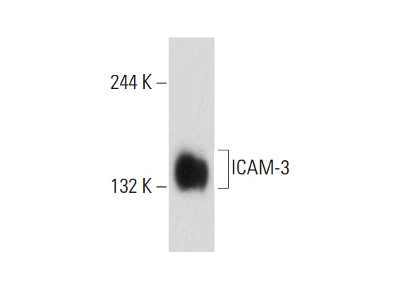 ICAM-3 (CG106): sc-53338. Western blot analysis of ICAM-3 expression in U-937 whole cell lysate.