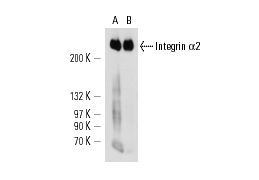 Integrin α2 (HAS-4): sc-53353. Western blot analysis of Integrin α2 expression in human platelet extract (A) and human PBL whole cell lysate (B) under non-reducing conditions.
