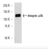 Integrin αIIb (H-160): sc-15328. Western blot analysis of Integrin αIIb expression in human platelet extract.