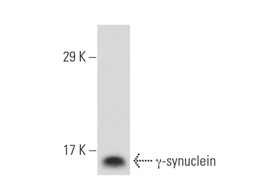 γ-synuclein (1H10D2): sc-65979. Western blot analysis of γ-synuclein expression in HeLa whole cell lysate.