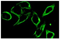 Integrin β1 (N-20): sc-6622. Immunofluorescence staining of methanol-fixed HeLa cells showing membrane staining.