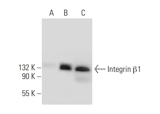 Integrin β1 (N-20): sc-6622. Western blot analysis of Integrin β1 expression in non-transfected 293T: sc-117752 (A), human Integrin β1 transfected 293T: sc-158638 (B) and HeLa (C) whole cell lysates.