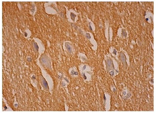 GAP-43 (7B10): sc-33705. Immunoperoxidase staining of formalin fixed, paraffin-embedded human hippocampus tissue showing neuropil staining and membrane staining of neuronal cells.