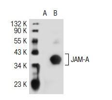 JAM-A (H-80): sc-25629. Western blot analysis of JAM-A expression in non-transfected: sc-117752 (A) and mouse JAM-A transfected: sc-121150 (B) 293T whole cell lysates.
