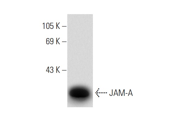 JAM-A (H-80): sc-25629. Western blot analysis of JAM-A expression in human PBL whole cell lysate.