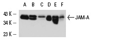 JAM-A (J3F.1): sc-53622. Western blot analysis of JAM-A expression in human platelet extract (A,D), human PBL (B,E) and T84 (C,F) whole cell lysates under reducing (A,B,C) and non-reducing (D,E,F) conditions.