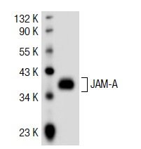 JAM-A (J3F.1): sc-53622. Western blot analysis of JAM-A expression in human PBL whole cell lysate.
