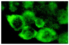 Laminin β-3 (H-300): sc-20775. Immunofluorescence staining of methanol-fixed HeLa cells showing cytoplasmic and cell surface localization.
