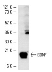 GDNF (D-20): sc-328. Western blot analysis of GDNF expression in mouse brain extract.