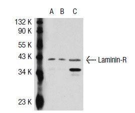 Laminin-R (F-18): sc-21534. Western blot analysis of Laminin-R expression in non-transfected 293T: sc-117752 (A), mouse Laminin-R transfected 293T: sc-121284 (B) and HeLa (C) whole cell lysates.