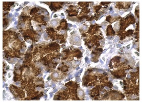 Laminin-R (F-18): sc-21534. Immunoperoxidase staining of formalin fixed, paraffin-embedded human stomach tissue showing cytoplasmic staining of glandular cells.