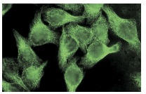 Laminin-R (H-141): sc-20979. Immunofluorescence staining of methanol-fixed HeLa cells showing cytoplasmic localization.