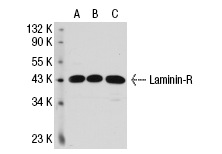 Laminin-R (H-141): sc-20979. Western blot analysis of Laminin-R expression in non-transfected 293T: sc-117752 (A), human Laminin-R transfected 293T: sc-113628 (B) and SW480 (C) whole cell lysates.