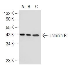 Laminin-R (H-141): sc-20979. Western blot analysis of Laminin-R expression in non-transfected 293T: sc-117752 (A), human Laminin-R transfected 293T: sc-116493 (B) and SW480 (C) whole cell lysates.