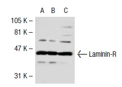Laminin-R (H-141): sc-20979. Western blot analysis of Laminin-R expression in non-transfected 293T: sc-117752 (A), human Laminin-R transfected 293T: sc-117344 (B) and HeLa (C) whole cell lysates.