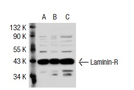 Laminin-R (H-141): sc-20979. Western blot analysis of Laminin-R expression in non-transfected 293T: sc-117752 (A), mouse Laminin-R transfected 293T: sc-121284 (B) and HeLa (C) whole cell lysates.