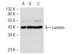 Laminin-R (H-141): sc-20979. Western blot analysis of Laminin-R expression in non-transfected 293T: sc-117752 (A), mouse Laminin-R transfected 293T: sc-121286 (B) and K-562 (C) whole cell lysates.