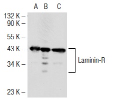 Laminin-R (H-2): sc-74515. Western blot analysis of Laminin-R expression in non-transfected 293T: sc-117752 (A), human Laminin-R transfected 293T: sc-116343 (B) and Hep G2 (C) whole cell lysates.