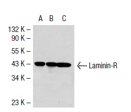 Laminin-R (H-2): sc-74515. Western blot analysis of Laminin-R expression in non-transfected 293T: sc-117752 (A), human Laminin-R transfected 293T: sc-116493 (B) and SW480 (C) whole cell lysates.